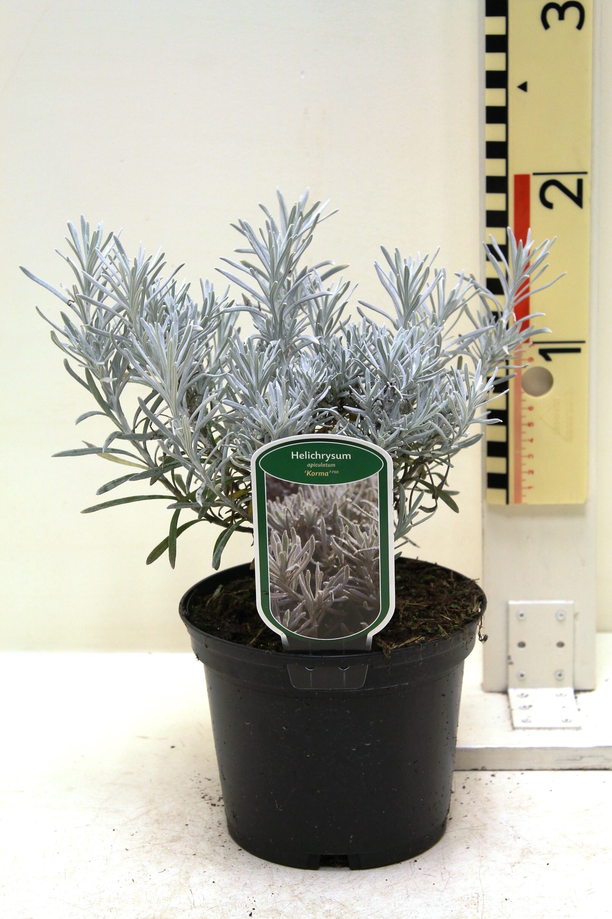 Helichrysum apiculatum 'Korma' c2